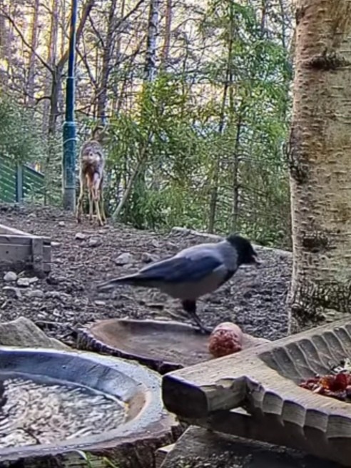 livebirdspoland_2c95f5cf5f6dbd315266f4bf5b838144.jpg