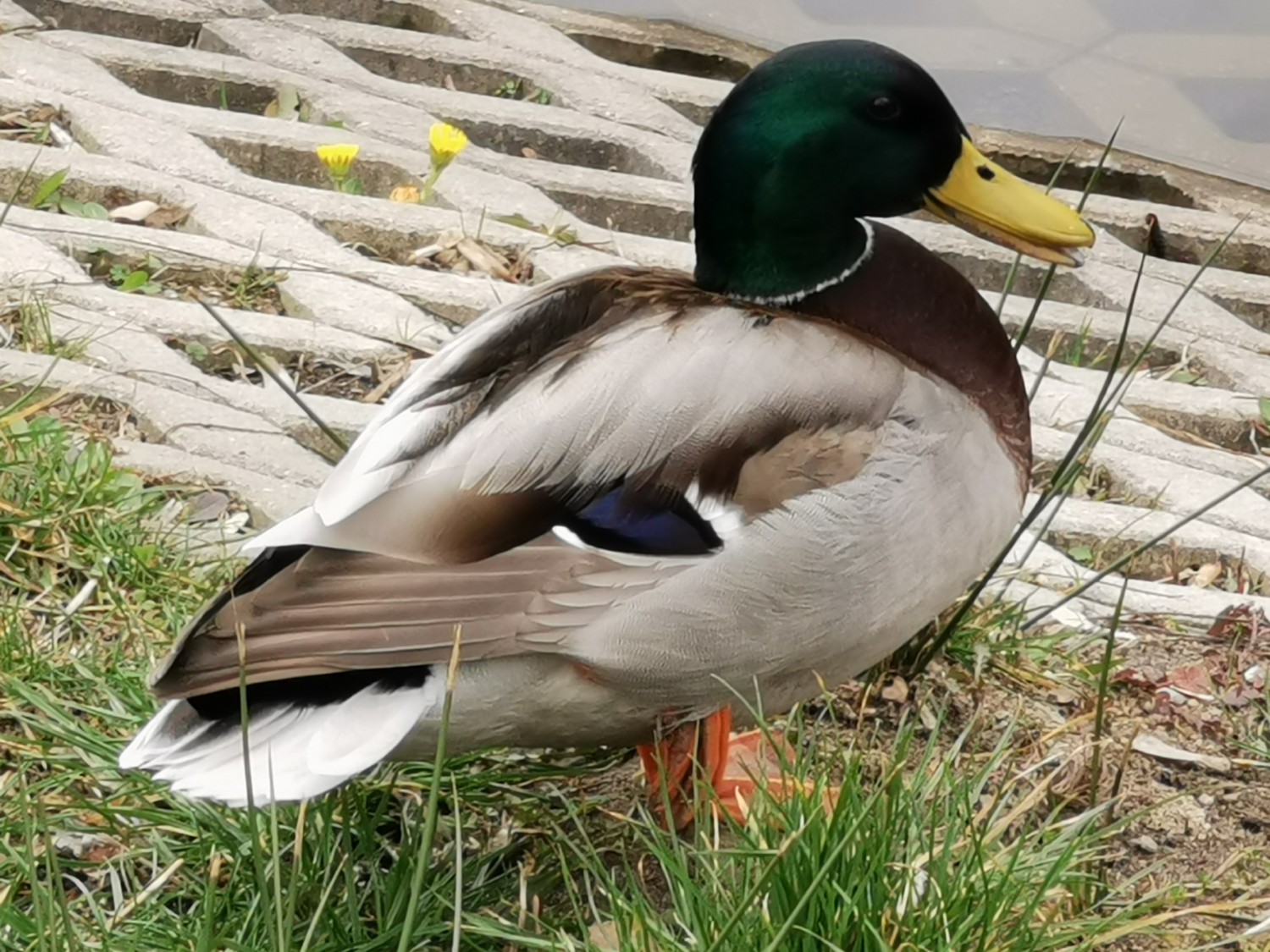 livebirdspoland_5f743f661b15c1da7d91ec347e34f01d.jpg