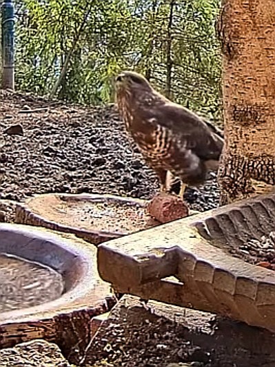 livebirdspoland_e6adbb3033833b3c69786a61d99065b6.jpg