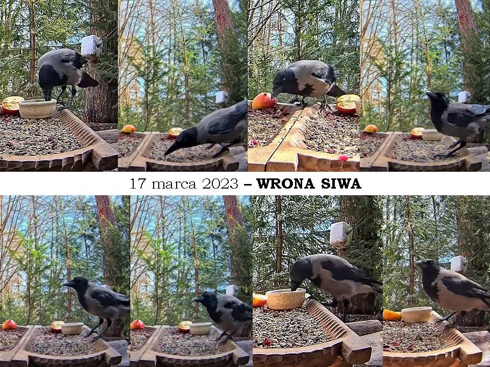 livebirdspoland_64f707ffabd2d5f89146f99962815a4d.jpg