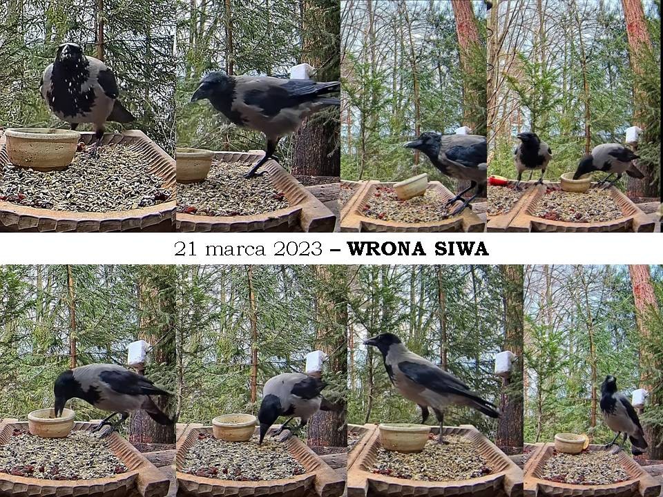 livebirdspoland_a3c56c9c9c716944ca2e24e2823d60e4.jpg