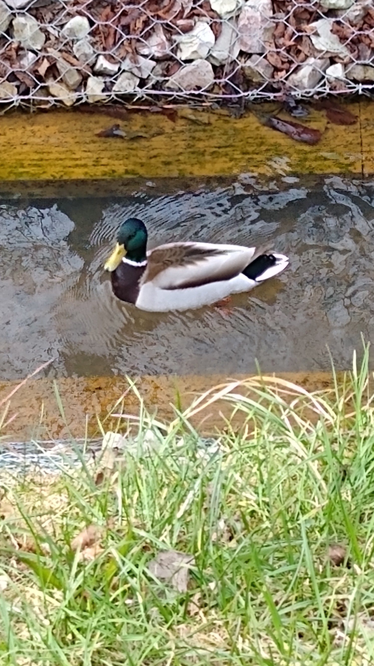 livebirdspoland_56cea18b164e6b028196b8c2b4aa0fe2.jpg