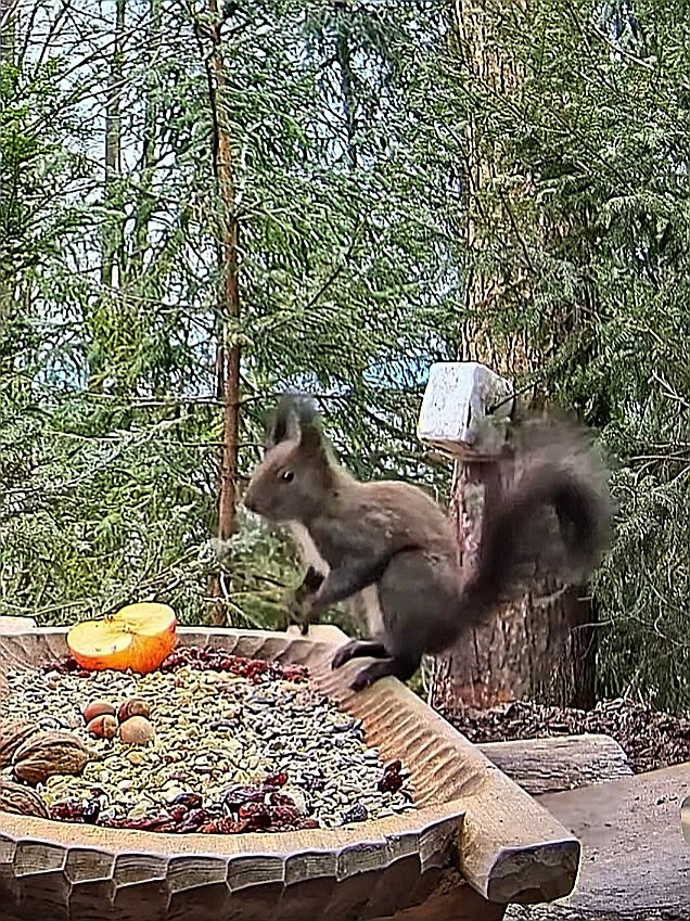 livebirdspoland_a9989adb5c6e234081491321863ba101.jpg