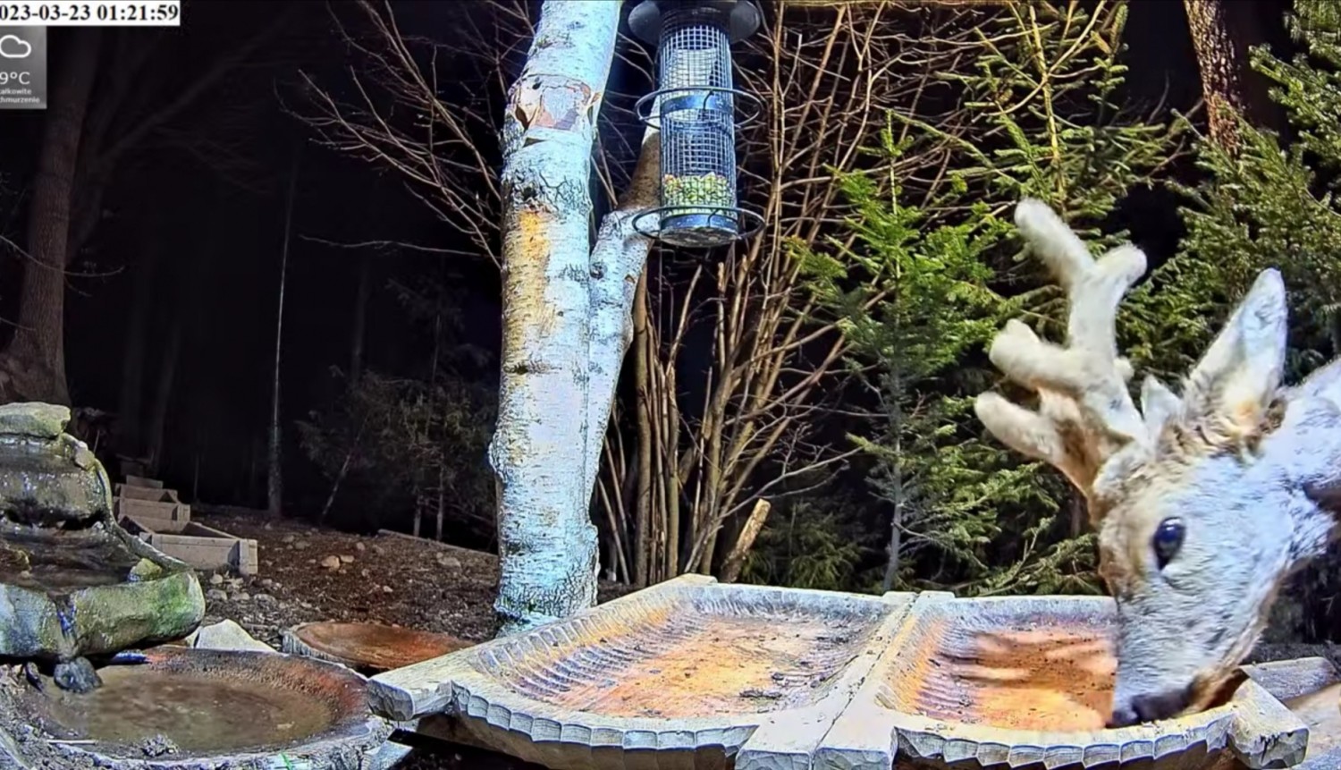 livebirdspoland_f6fc0b615717f24c068a07ea91d7b327.jpg