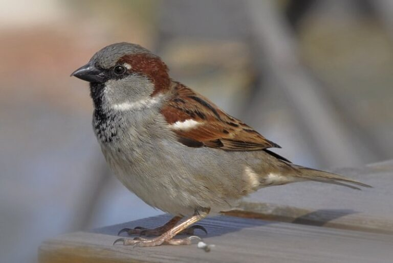 livebirdspoland_b04171bf585fd9de0cee541bae728ed6.png