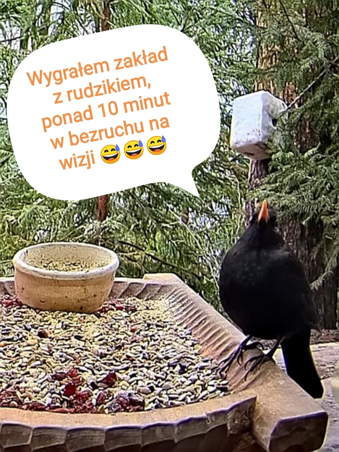livebirdspoland_28615c7d78158bc333d78ef745d616b4.jpg