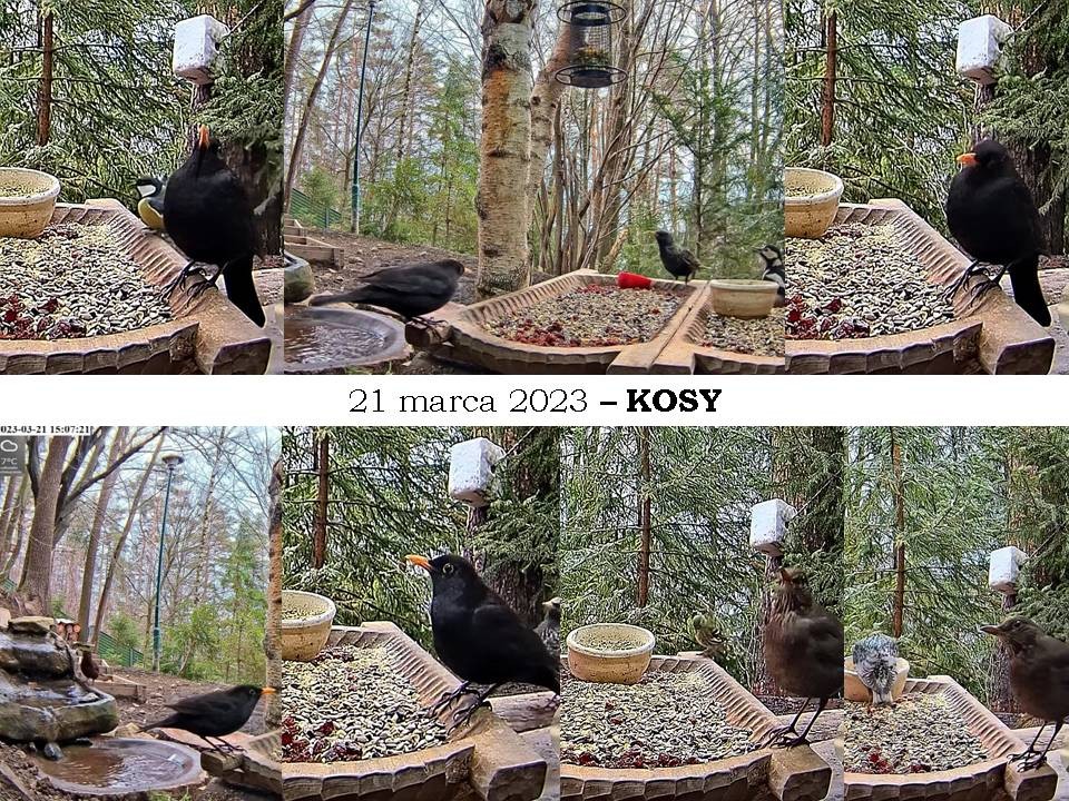 livebirdspoland_db9eb81b8f5f64a8a796be97eedd2b39.jpg