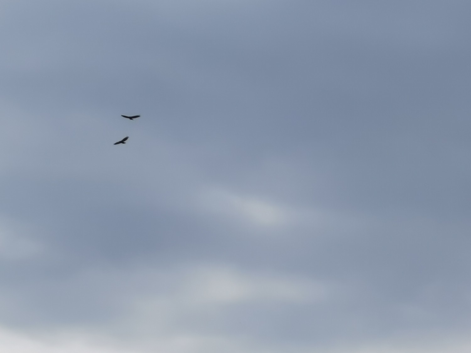 livebirdspoland_b551bbe79df3214eb05f9ceccc1a6b87.jpg