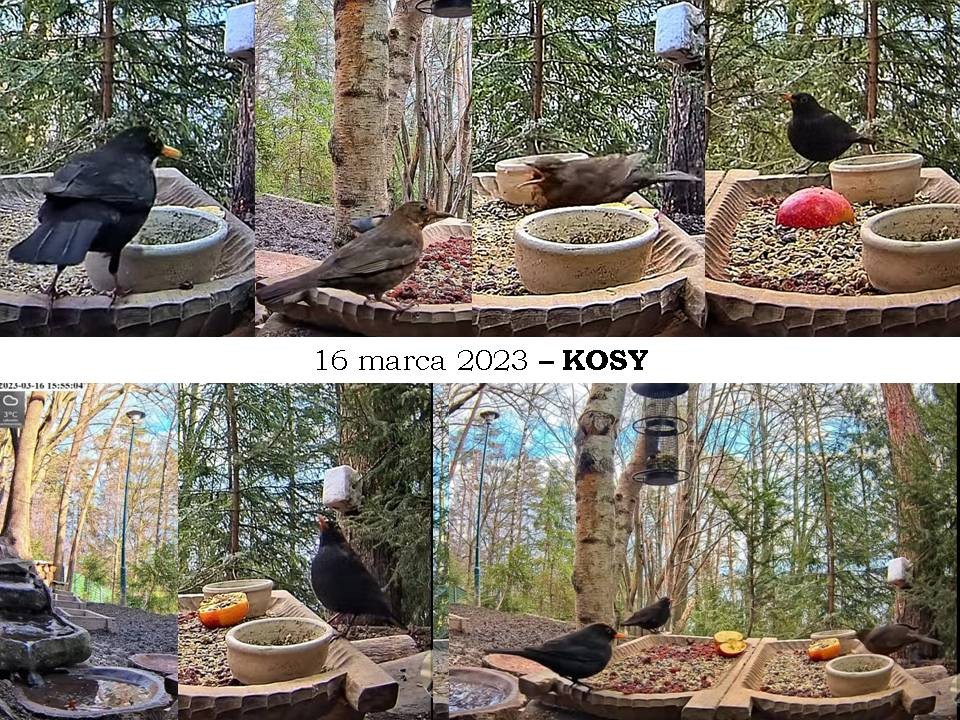 livebirdspoland_3da16bab68ac67f7d6e1baff04c0a591.jpg
