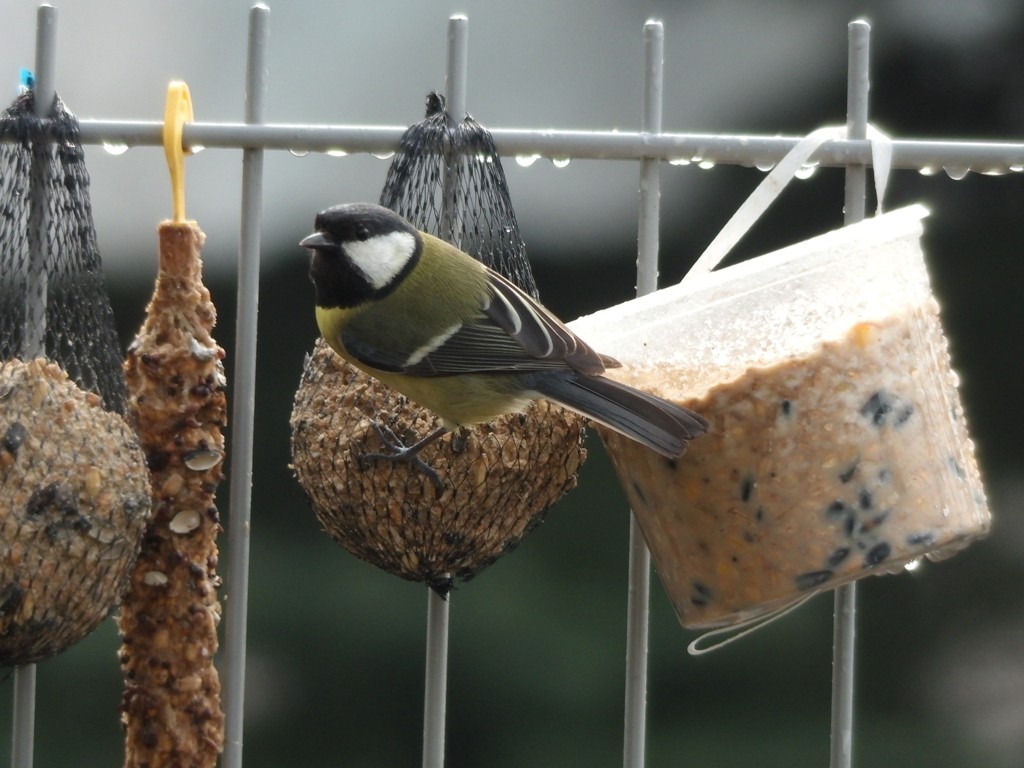 livebirdspoland_642f26262f2906a8edcc7e8f9eabb381.jpg