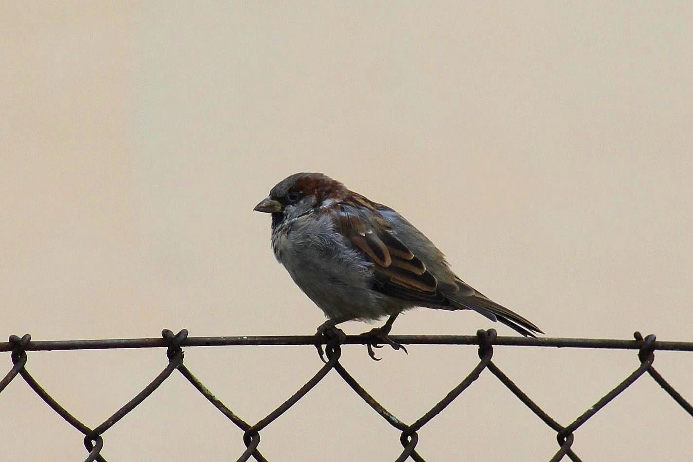 livebirdspoland_21877acabd9589d5a2a78e4a8eaeeb70.jpg
