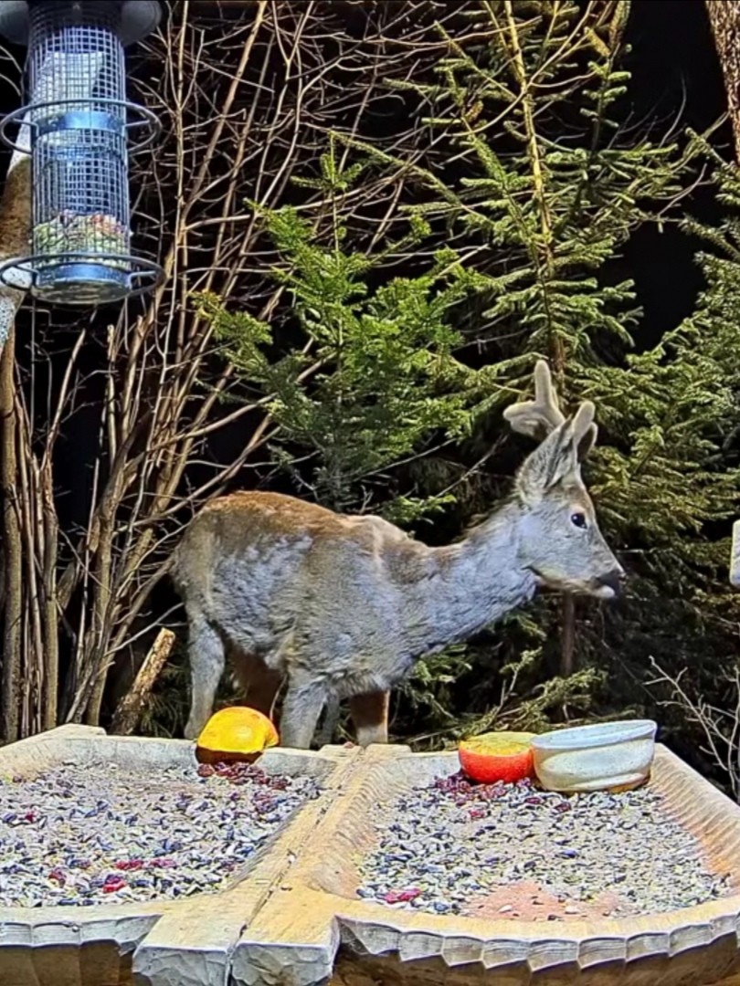 livebirdspoland_53e3886f3ec31f6b7676fafe3468fcfd.jpg