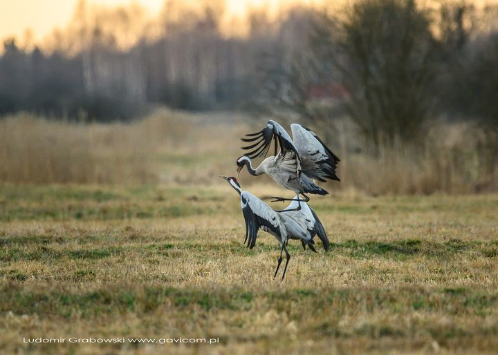 livebirdspoland_22ffed077169bc9d2c56eebba5229f5c.png