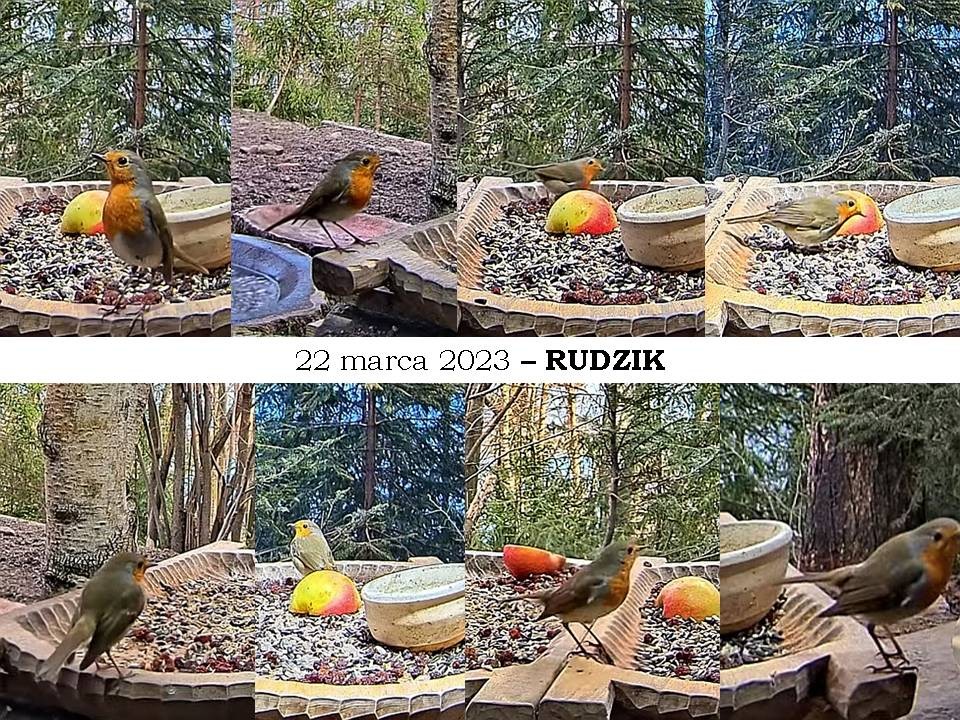 livebirdspoland_71f314123729b632e5dda799826f31ff.jpg