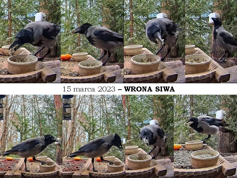 livebirdspoland_57c631bfca8d68ef1fb64fd5e5cd3d0f.jpg