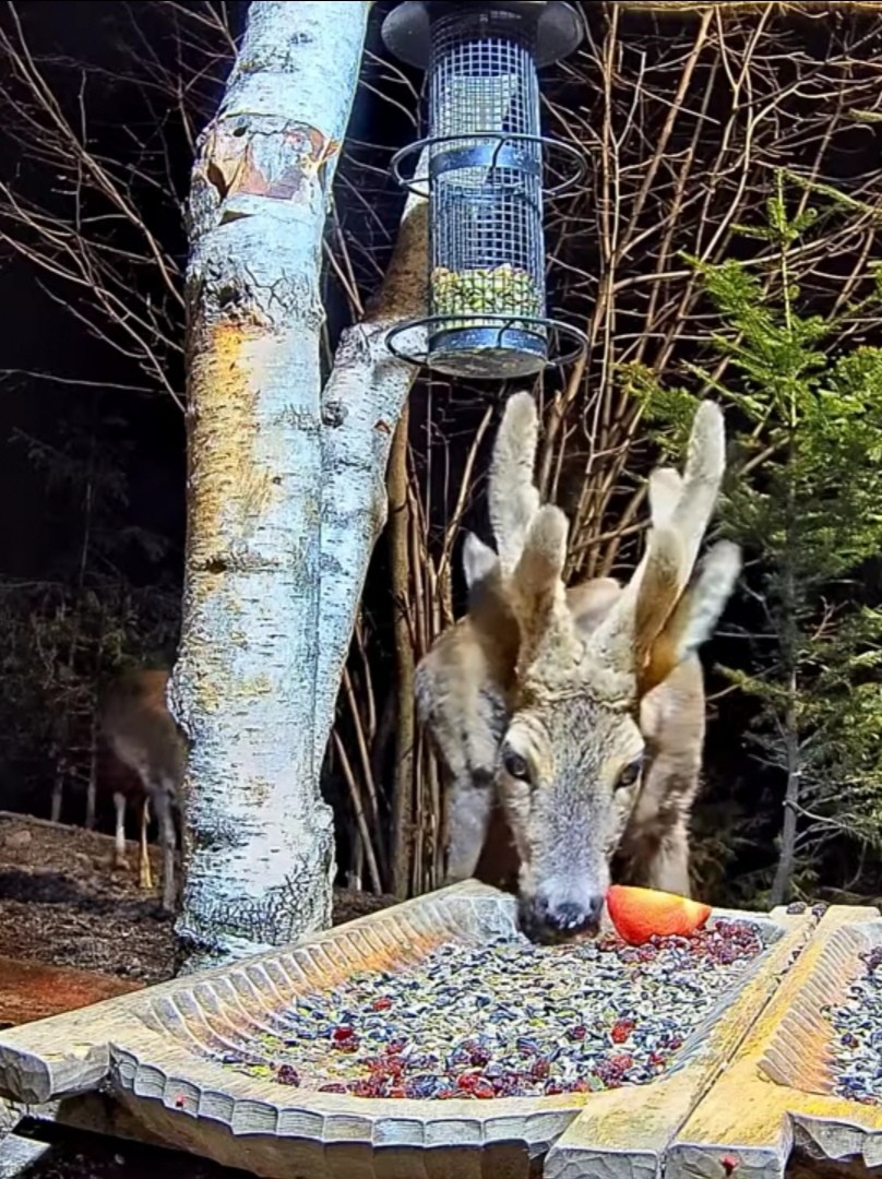 livebirdspoland_607f762af70f6f58a18df932f692ed97.jpg