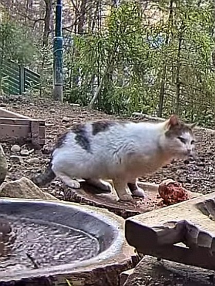 livebirdspoland_4c66706f78a235b9ddbd36f34f410798.jpg
