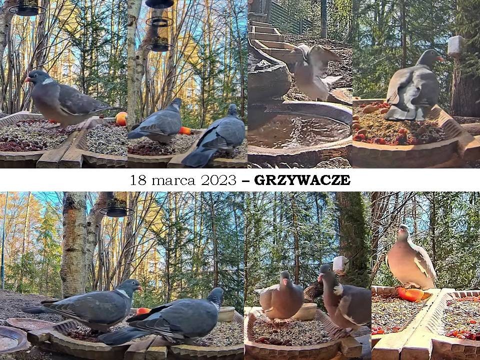 livebirdspoland_b221fd6c30e9f93a839728118153e276.jpg
