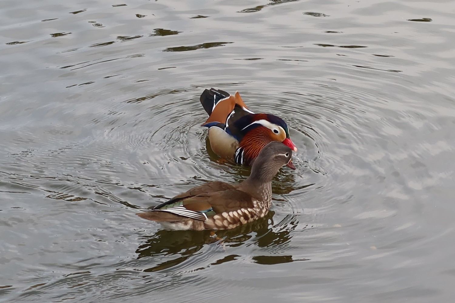 livebirdspoland_df83fd2b68dc7cd67e4970d8b328279d.jpg