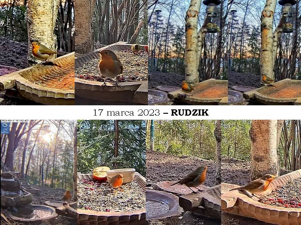 livebirdspoland_f6979eb294ea0157b17b82ba7ea93e57.jpg