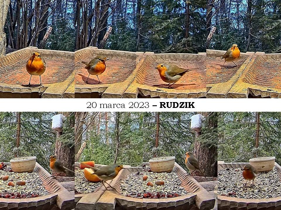 livebirdspoland_ef92b42f71cbaa8051e5f194ae21221d.jpg