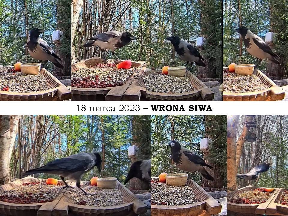 livebirdspoland_2854f1badc04f81b1053edfbea7d7535.jpg