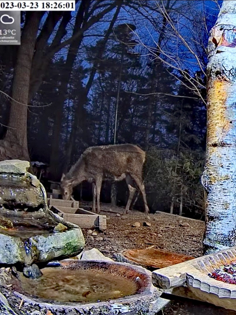 livebirdspoland_620214a69d6f9a687a68bd2f9b524084.jpg