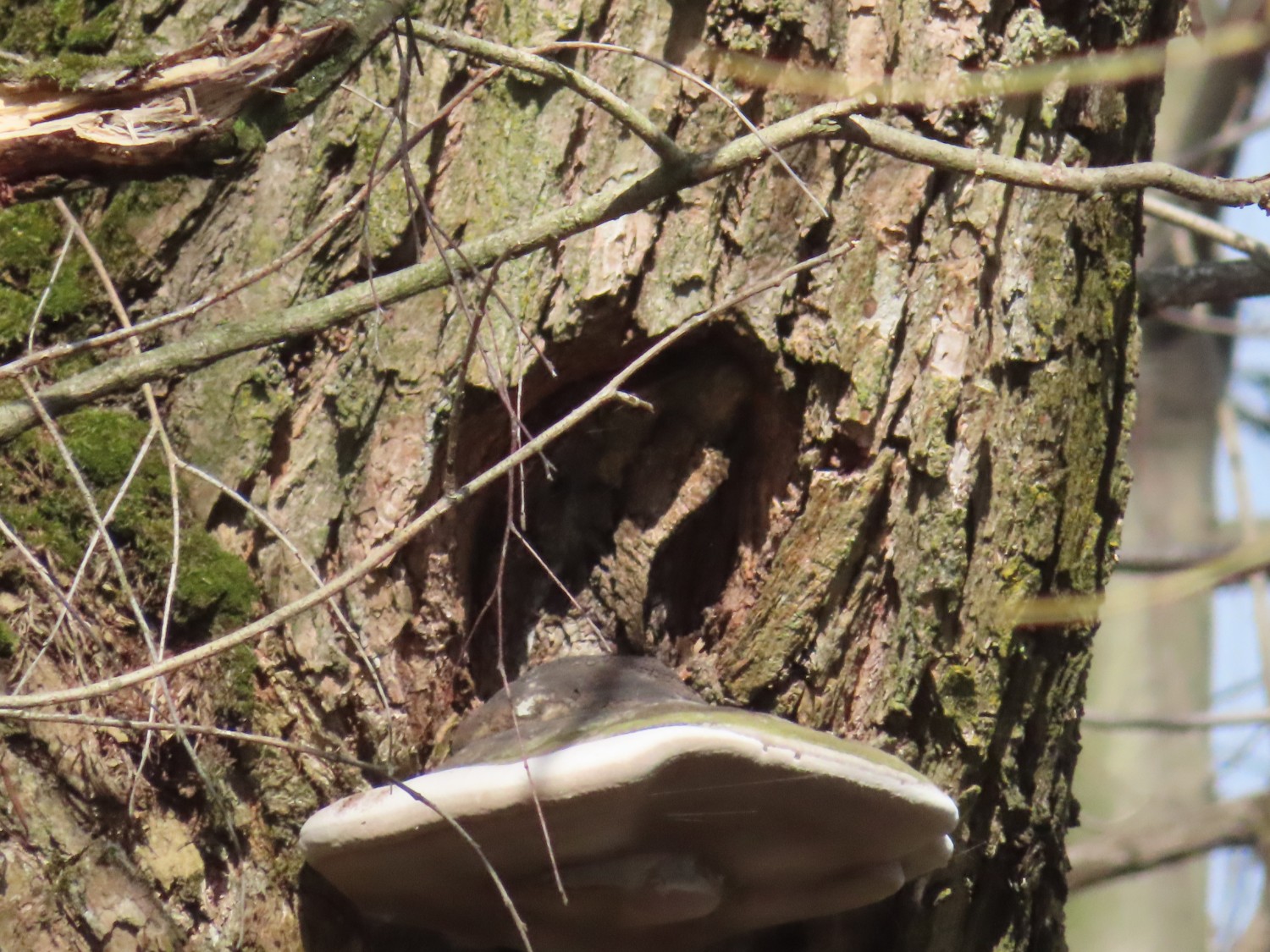 livebirdspoland_151d2ba2df151732d0b4bd1598772792.jpg