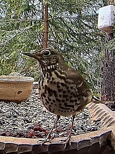 livebirdspoland_a5af0c3df46b1e2b3dab0f2b3df8461c.jpg