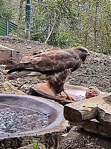 livebirdspoland_184635c5ab6833c307f4b9da826015a2.jpg