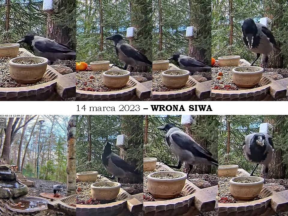 livebirdspoland_a8092fe5f5ad7d8dfbea30d03688aa6b.jpg