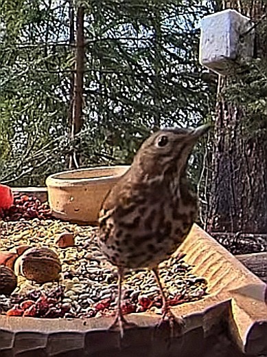 livebirdspoland_8e37feb7b7d039f115b2c925f2d7e548.jpg