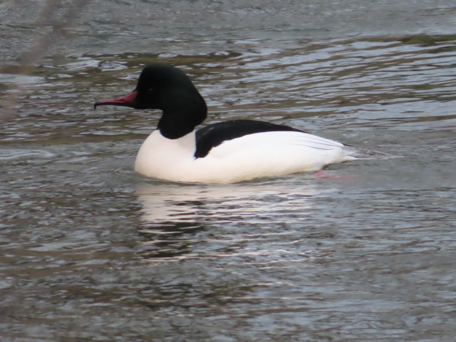 livebirdspoland_219acdd40ca6aa7ba761a811747d36f8.jpg