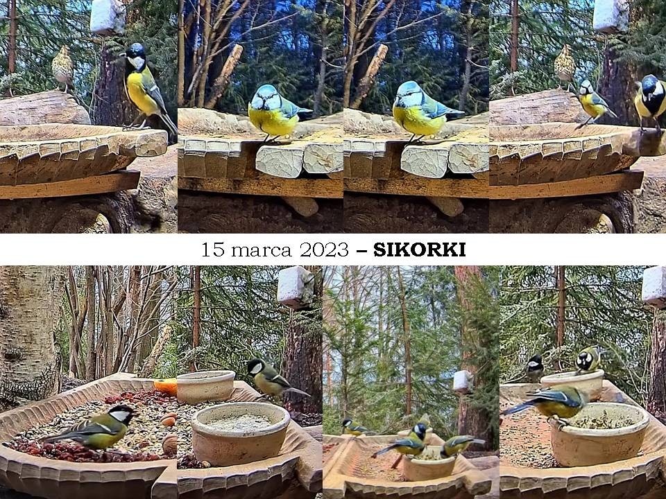 livebirdspoland_5ae3d557cd0bc8a39f2dd48c4b5d6543.jpg