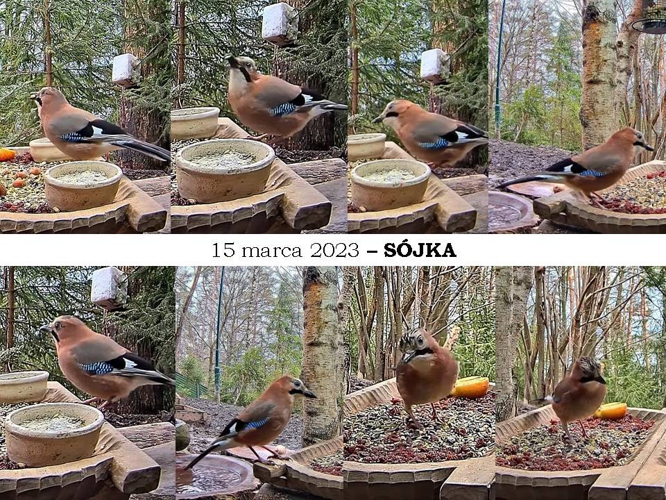 livebirdspoland_98610861c2a633befec6799ca934a367.jpg