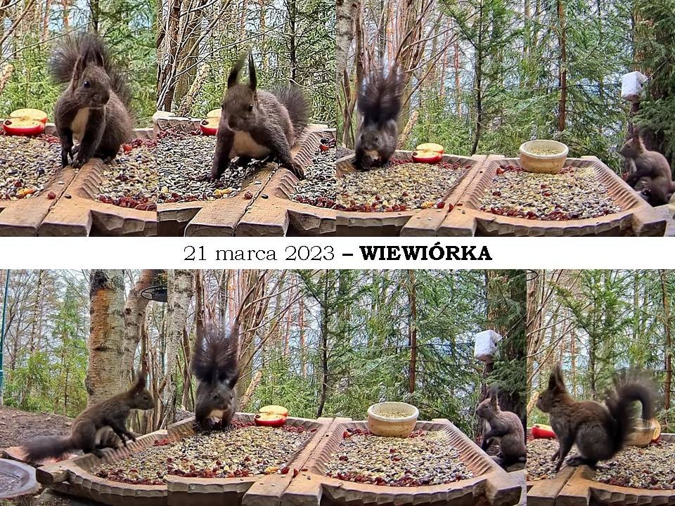 livebirdspoland_87e717bc9d885ca4fdb734f6bd9544b8.jpg