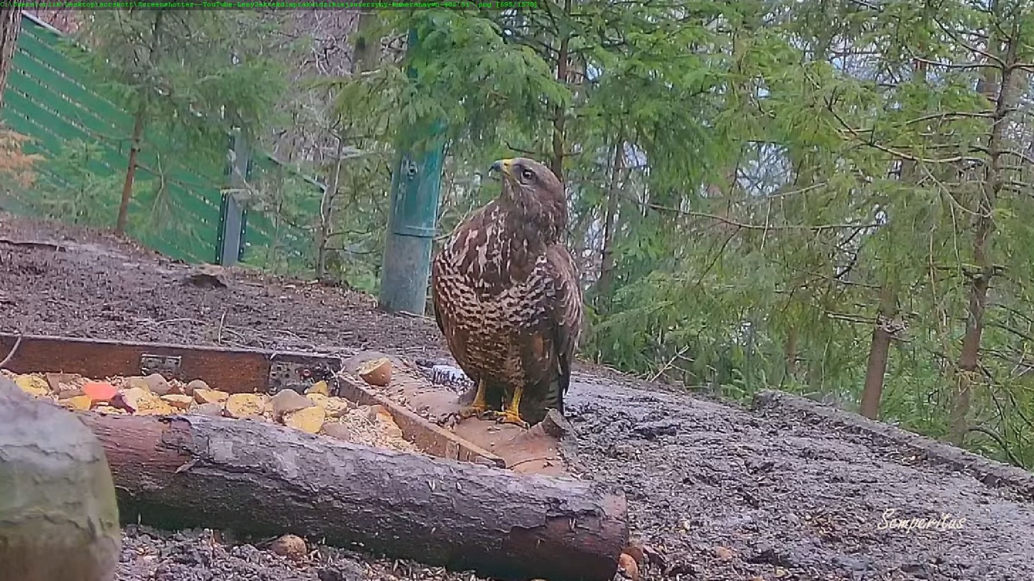 livebirdspoland_124e3a0277b325f911f0de19b315e325.jpg