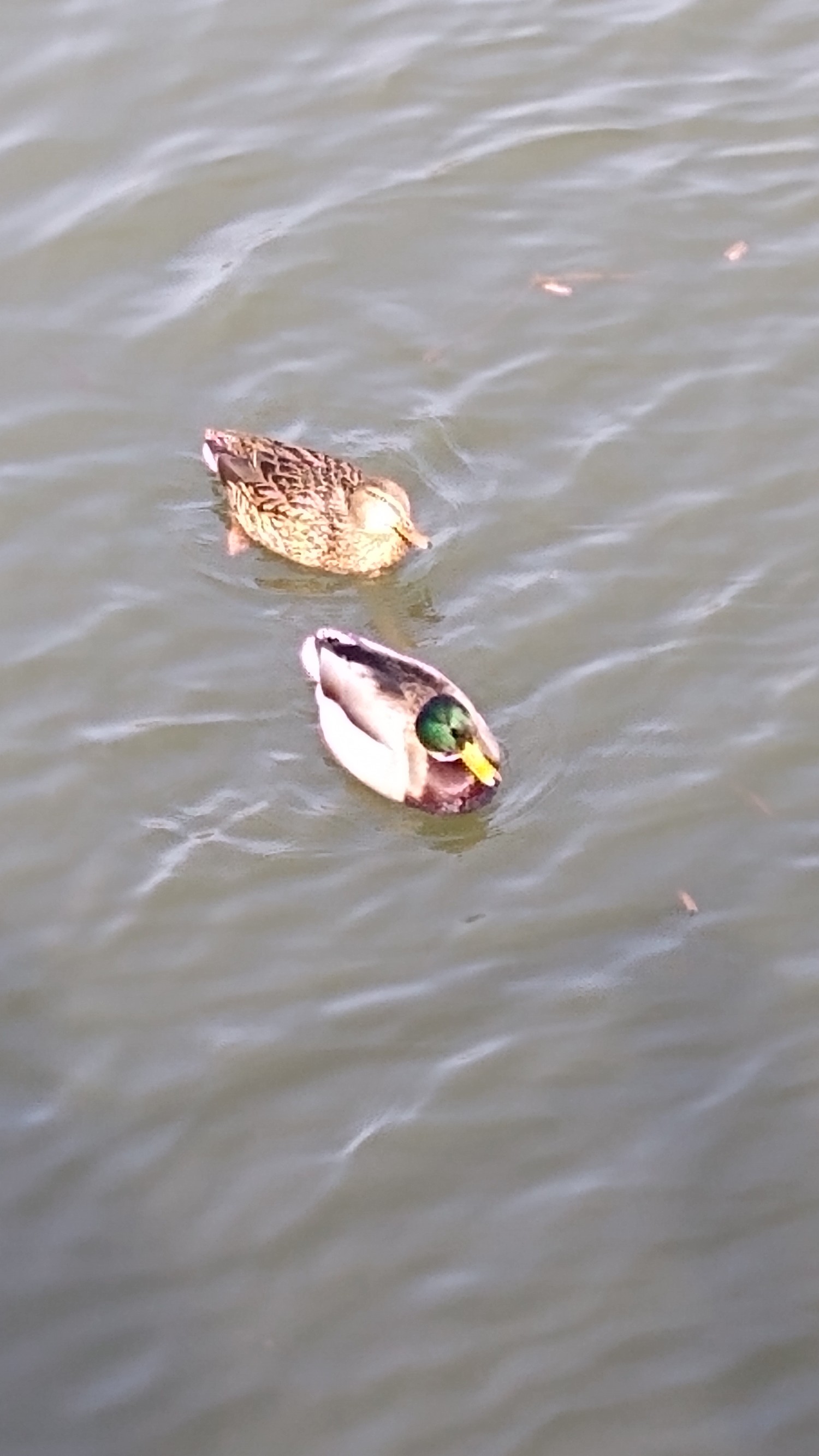 livebirdspoland_eebb6effe2317fdfceb97da24bdbfc51.jpg
