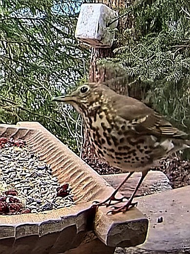 livebirdspoland_9cd04292d916a3b1db123d3c63c830be.jpg