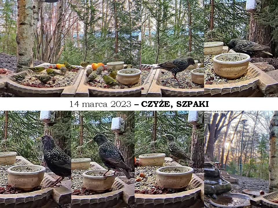 livebirdspoland_710222a9ce135e869dffb608e0a025b8.jpg