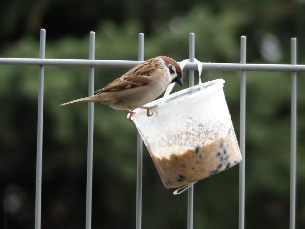 livebirdspoland_e99e1f2b8690b4d5431fc5935da60201.jpg