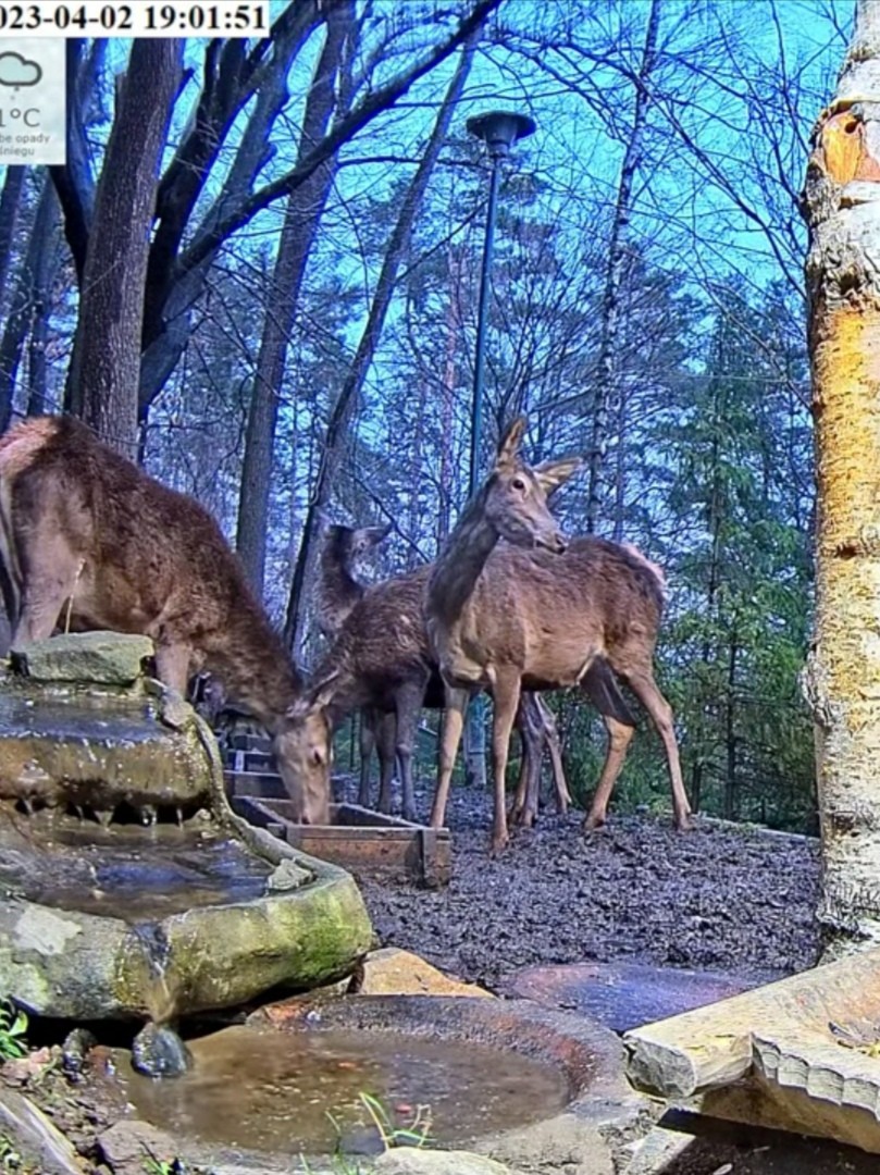 livebirdspoland_9d291831c9586457d68ef0b68747eb79.jpg