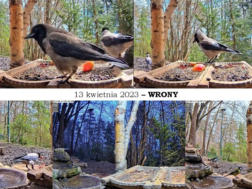 livebirdspoland_1172ad686f457064ae9325e031ec75d2.jpg