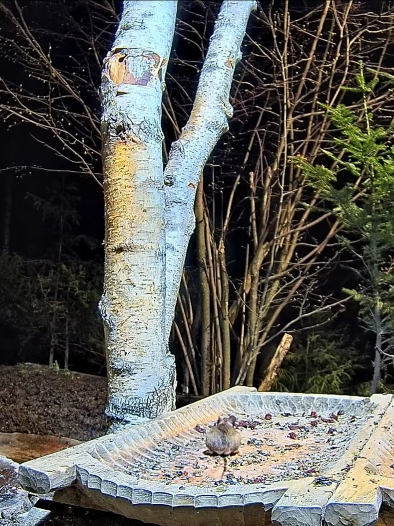 livebirdspoland_de790775ff7f0333316a9c4109f7e02f.jpg