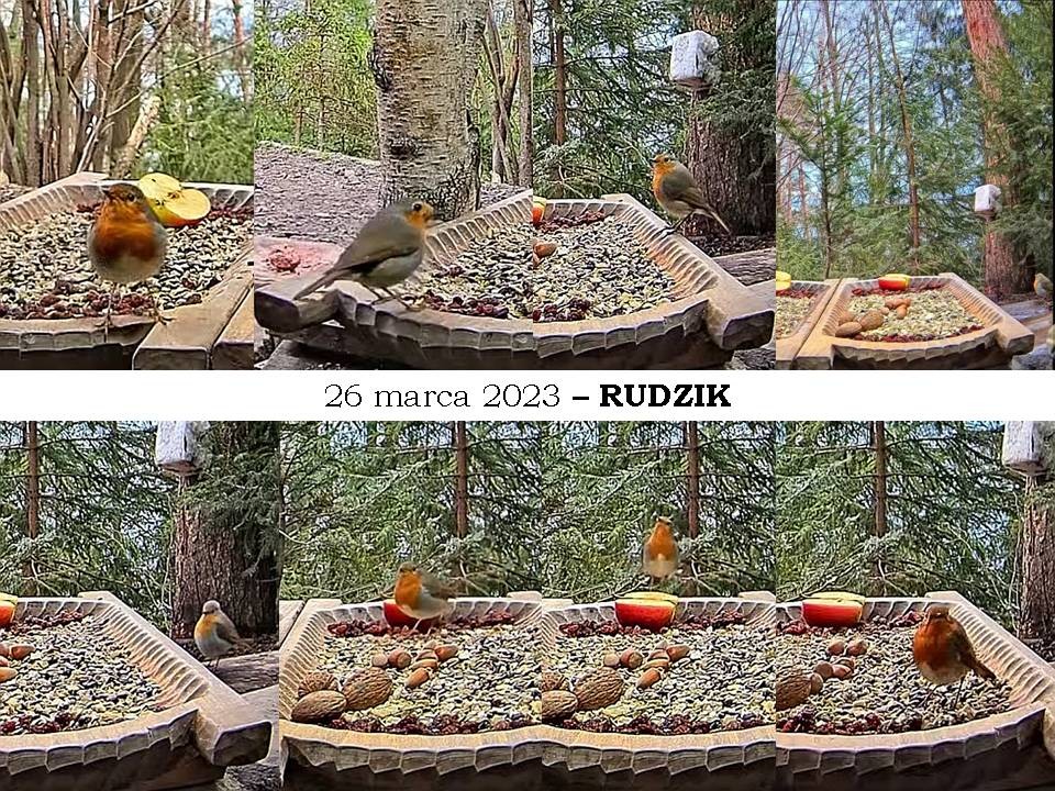 livebirdspoland_9aa49610a32e6d1bf62d42b20a2f0dde.jpg