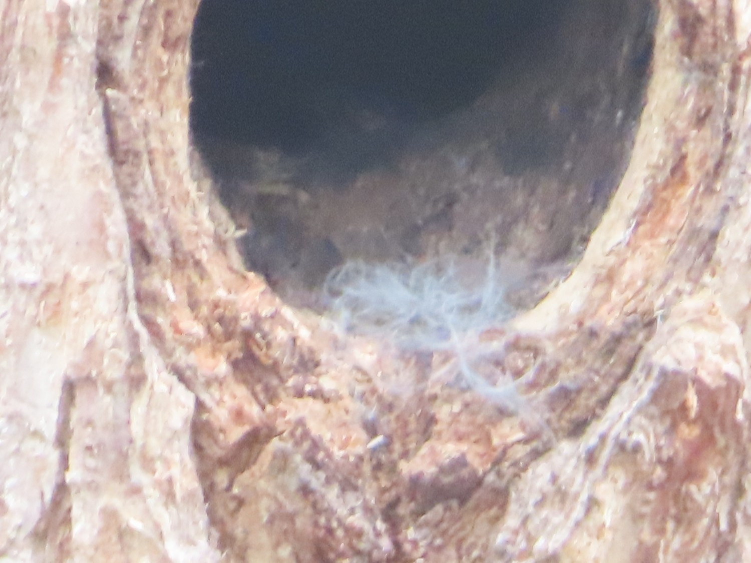 livebirdspoland_1efdf80a55fc387890d5a5d324264360.jpg
