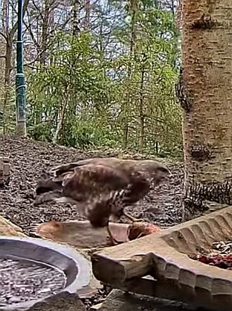 livebirdspoland_6a19d23498c2311dc6296f38421938e1.jpg