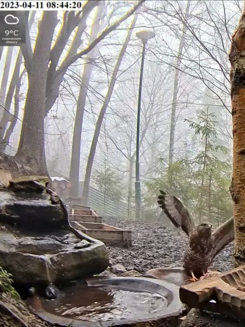 livebirdspoland_4c658a628d12806fdd89d0861c11f595.jpg
