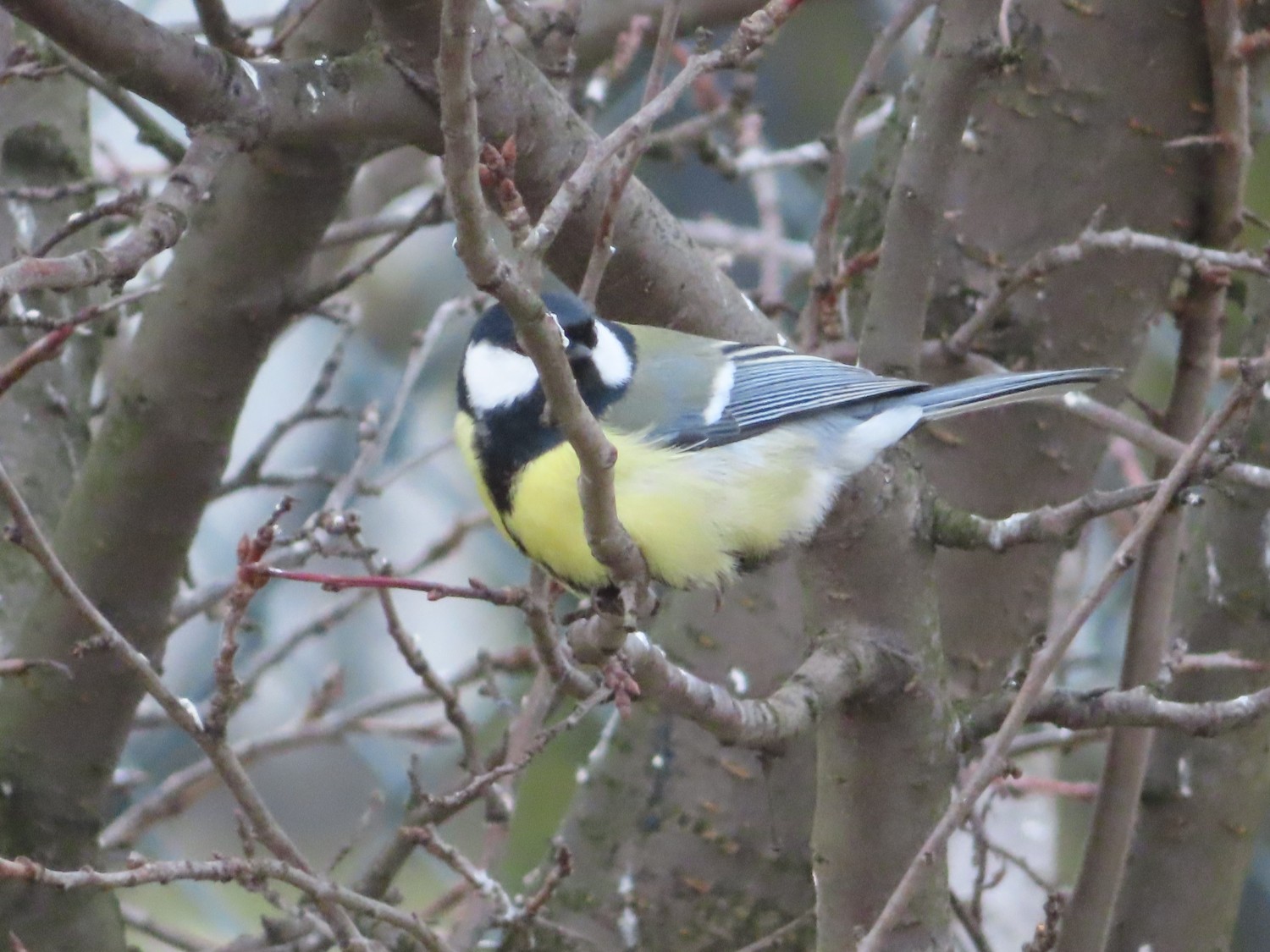 livebirdspoland_a6761e65126fe59764eb5411b32c7c5b.jpg
