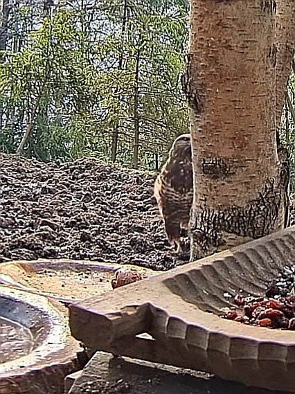 livebirdspoland_f524033c633fd1b9870bd5c948295660.jpg
